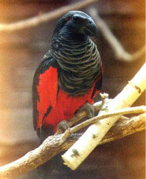 Pesquet's Parrot